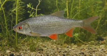 Rutilus rutilus