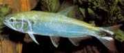 Salminus maxillosus Characin-tigre fra Amazo...