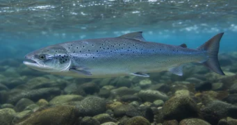 Salmo salar (Atlantisk laks)