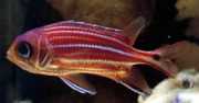 Sargocentron cornutus Fisker