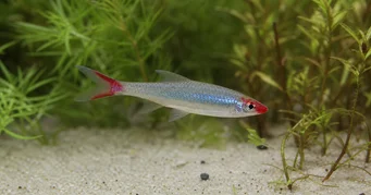 Sawbwa resplendens (Sawbwa Resplensens)