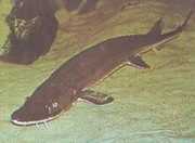 Scaphirhynchus platorhyn... Platform Sturgeon