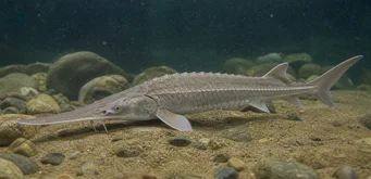 Scaphirhynchus platorhynchus (Platform Sturgeon)