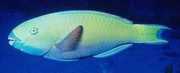 Scarus ghobban Tømmerfisk