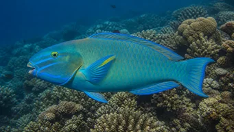 Scarus ghobban Tømmerfisk