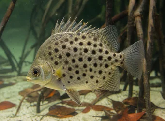 Scatophagus argus