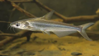 Schilbe intermedius (Sølv havkat)