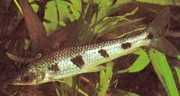 Schizodon fasciatus Fascieret Schizodon