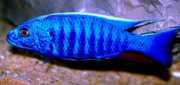 Scianochromis fryeri Elektrisk blå
