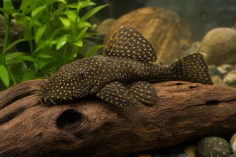 Silure ancistrus (Gammel)