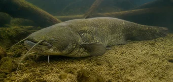 Silurus glanis (Glane havkat / stor havkat)