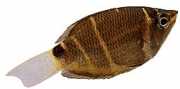 Sphaerichthys osphromeno... Chocolate Gourami