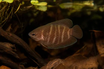 Sphaerichthys osphromenoides Chocolate Gourami