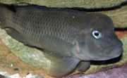Steatocranus casuarius Hunchback Head, hjelmet ...
