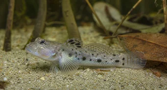 Stigmatogobius sadanundio (Spottet Gobie)