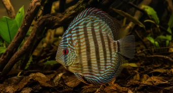 Symphisodon aequifasciata (Grøn diskus)