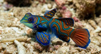 Synchiropus splendidus (Mandarin fisk)
