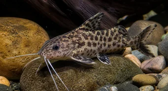 Synodontis contractus (Synodontis -sammentrækninger)