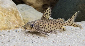 Synodontis multipunctatus Spottet Synodonte