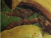 Synodontis nigriventris Congos sorte hovedkat