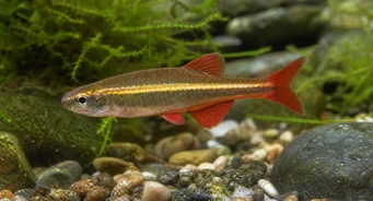 Tanichthys albonubes Stakkels neon
