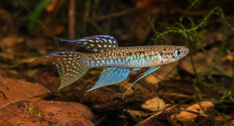 Terranatos dolichopterus Killie-Angy