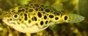 Tetraodon schoutedeni Congo Tetraodon, Leopard Tetraodon