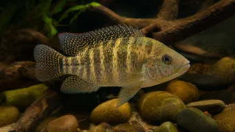 Tilapia mariae Fem -bånd tilapia