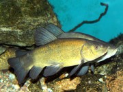 Tinca tinca Fælles tankskib