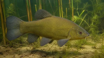 Tinca tinca Fælles tankskib