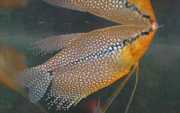 Trichogaster leeri Mosaik gourami