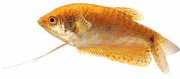 Trichogaster trichopteru... Gourami med tre gyldne p...
