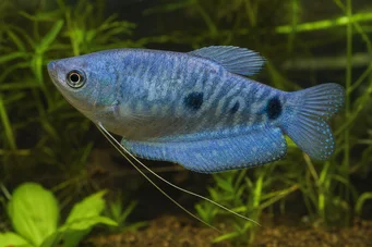 Trichogaster trichopterus sumatranus Gourami med tre gyldne pletter