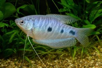 Trichogaster trichopterus Tre pletter, blå gourami