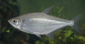 Triportheus albus Tetra-maker med gule finner