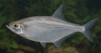 Triportheus angulatus Punkteret