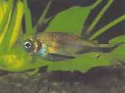 Triportheus rotundatus Round Crossbow Tetra