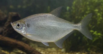 Triportheus rotundatus Round Crossbow Tetra