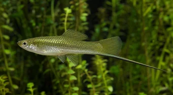 Xiphophorus helleri
