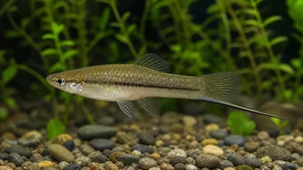Xiphophorus neuzalanahotl (Plettet sværd)