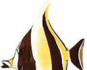 Zanclus canescens Skiver