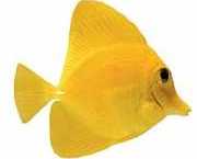 Zebrasoma flavescens Gul kirurg