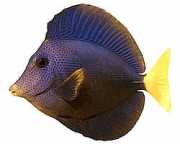 Zebrasoma xanthurum Gul -tail acanthure