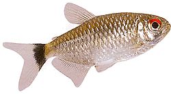 Moenkhausia oligolepis (Moenkhausia med røde øjne)