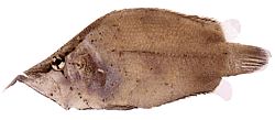 Monocirrhus polyacanthus (Brandmand)