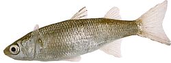 Mugil labrosus (Muldyr med store læber)