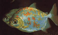 Myleus rubripinnis luna (Metynnis-lune med Red Hook)