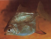 Myleus rubripinnis rubripinnis (Metynnis med rød krog)