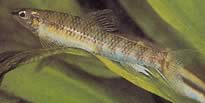 Nannocharax fasciatus