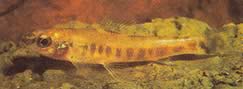 Nannocharax macropterus Afrikansk tetra-flodt med store finner